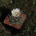 Gymnocalycium ambatoense