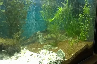 zomiren1 akwarium 4sierpnia2015 (2dni po zalaniu) #zomiren1 #akwarium #sierpień