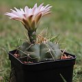 Gymnocalycium spec.