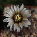 Gymnocalycium riojense, STO 009, Sierra Brava, Catamarca, Argentina