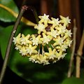 Hoya surigaoensis