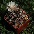 Gymnocalycium schickendantzii (michoga)
