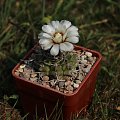 Gymnocalycium vatteri JPR 92-106/253, Barranca de los Loros, Cordoba, Argentina