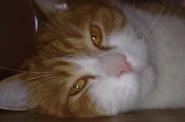 Franek #franek #kot #rudy