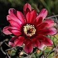 Gymnocalycium oenanthemum