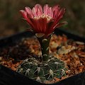 Gymnocalycium baldianum LB 1250, Buena Vista, Catamarca, Argentina 1630m