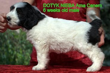 #PON #AmaCanem #hodowla