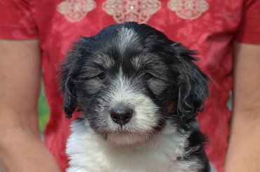 #PON #AmaCanem #hodowla #PolskiOwczarekNizinny