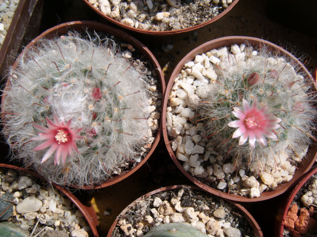 mammillaria