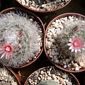 mammillaria