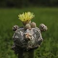 Astrophytum myriostigma 'Hakuun'