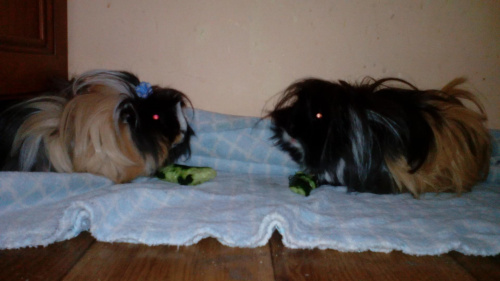Zoe i Trixie 1