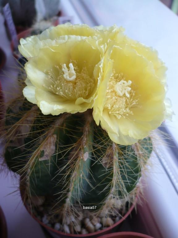 Notocactus magnificus