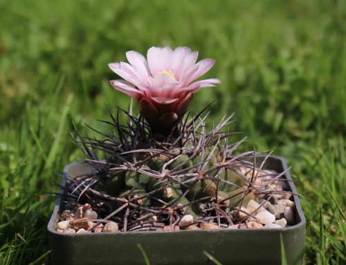 Gymnocalycium acorrugatum VS 32