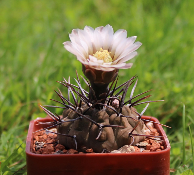 Gymnocalycium riojense v. paucispinum