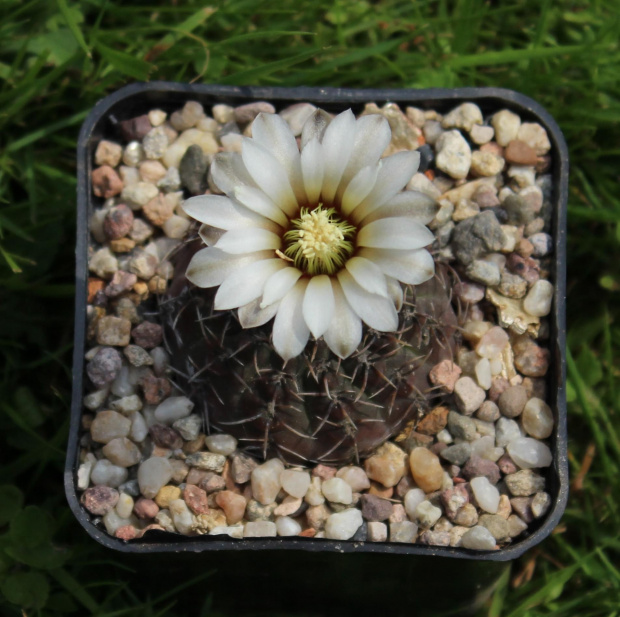 Gymnocalycium bodenbenderianum
