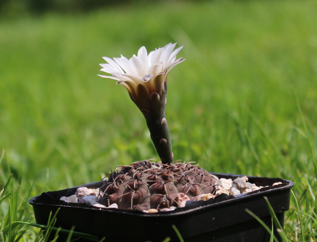 Gymnocalycium bodenbenderianum