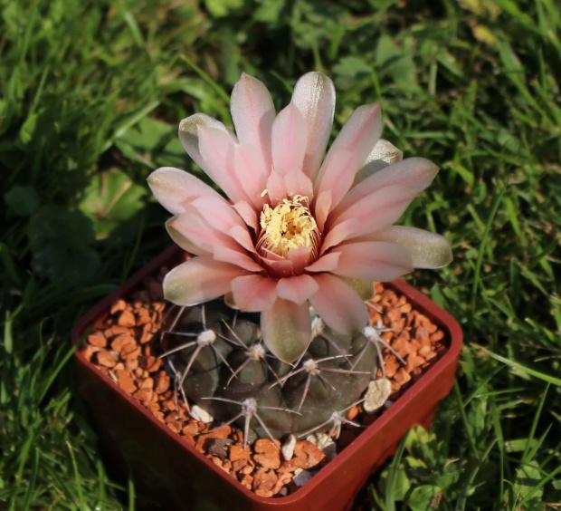 Gymnocalycium hinojitum MT 07-091