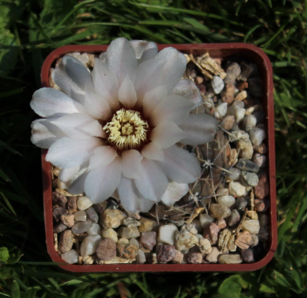 Gymnocalycium kieslingii v. castaneum VS 56