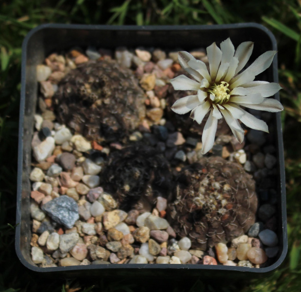 Gymnocalycium ragonesei Lau 472