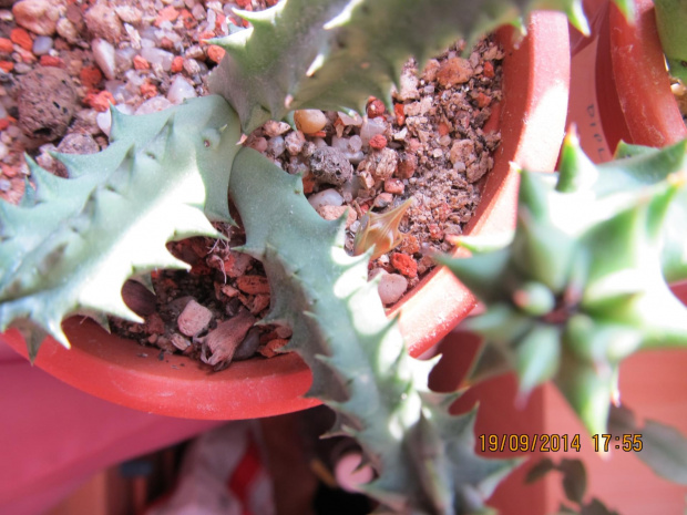 huernia aspera