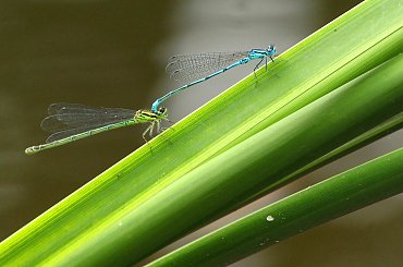 Skomplikowana sprawa:) #ważka #ważki