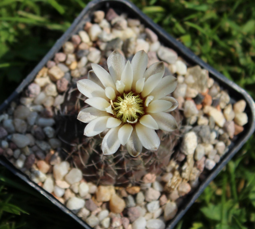 Gymnocalycium bodenbenderianum