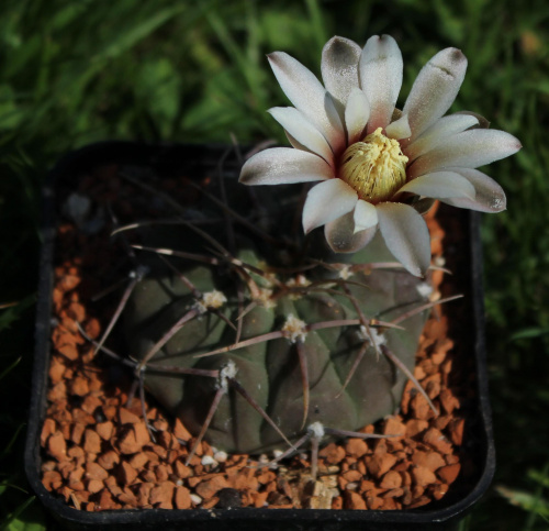 Gymnocalycium knolii WO 66