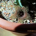 huernia stapelioides