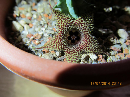 huernia stapelioides