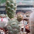 Tephrocactus