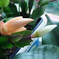 Schlumbergera