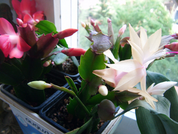 Schlumbergera