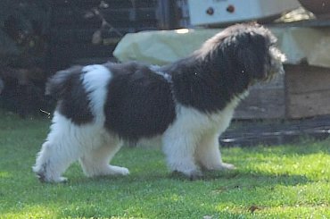 #PON #PolskiOwczarekNiainny #AmaCanem #szczeniaki #hodowla