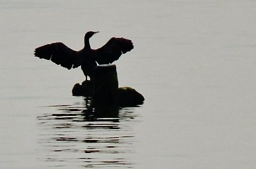 z otwartymi ramionami... #ptak #kormoran