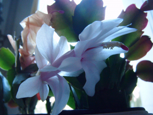 schlumbergera