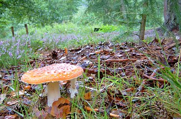 #jesień #drzewa #przyroda #kolory #natura