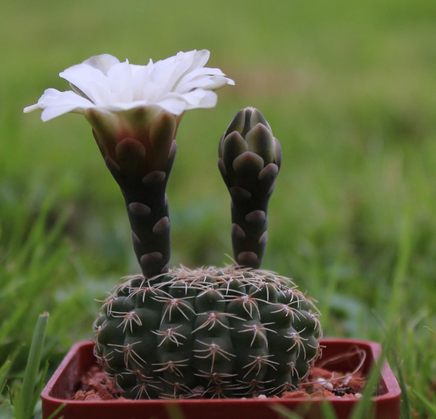 Gymnocalycium stellatum v. minimum