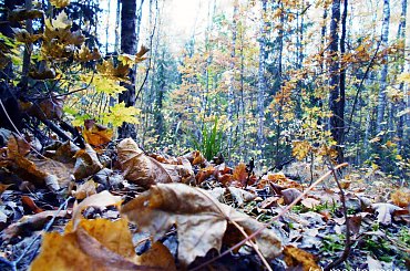 Na spotkanie z przyrodą #przyroda #krajobraz #plener #las #woda #drzewa #bagna