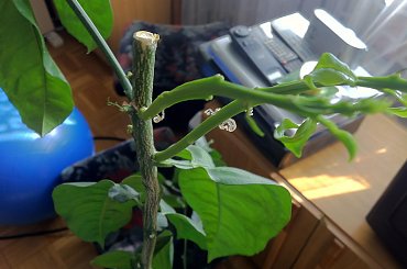 cytryna #choroba #cytryna #pomocy