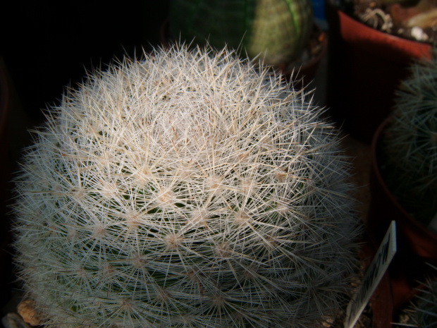 Mammillaria