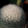 Mammillaria