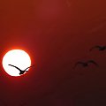 lot #lot #niebo #ptak #ptaki #słońce