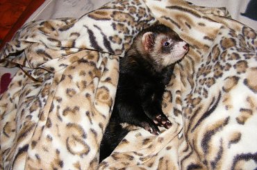 nowe kocyki Spółki Akcyjnej ;) #kocyk #kocyki #prezent