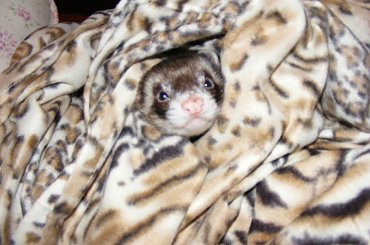 nowe kocyki Spółki Akcyjnej ;) - Stfforcio udaje, że go nie ma #kocyk #kocyki #prezent