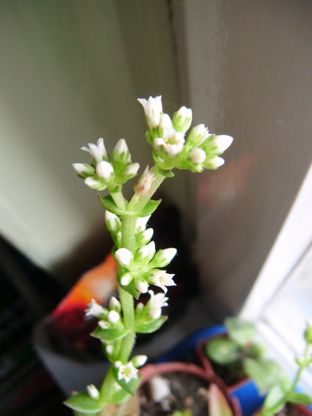 Crassula flame