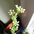 Crassula flame