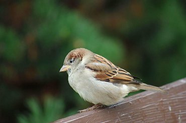 wróbelek #wróbel #park