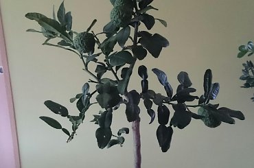 Lima Kaffir #cytrusy