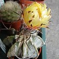 Astrophytum capricorne v. major